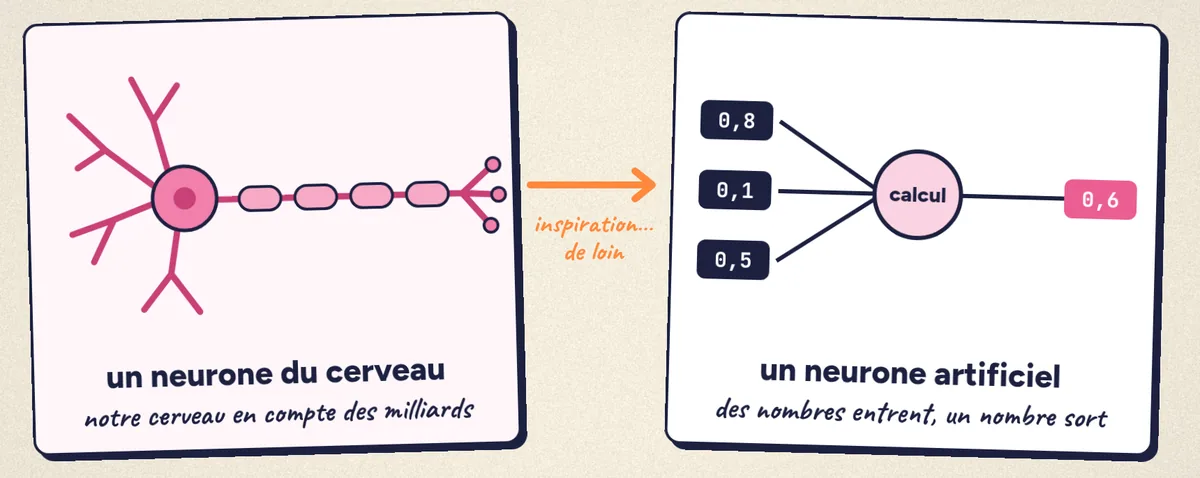 Un neurone du cerveau et un neurone artificiel : trois nombres entrent, un calcul, un nombre sort